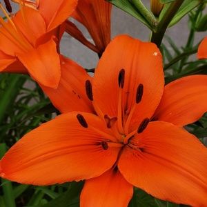 Meet your Posher, Cassius